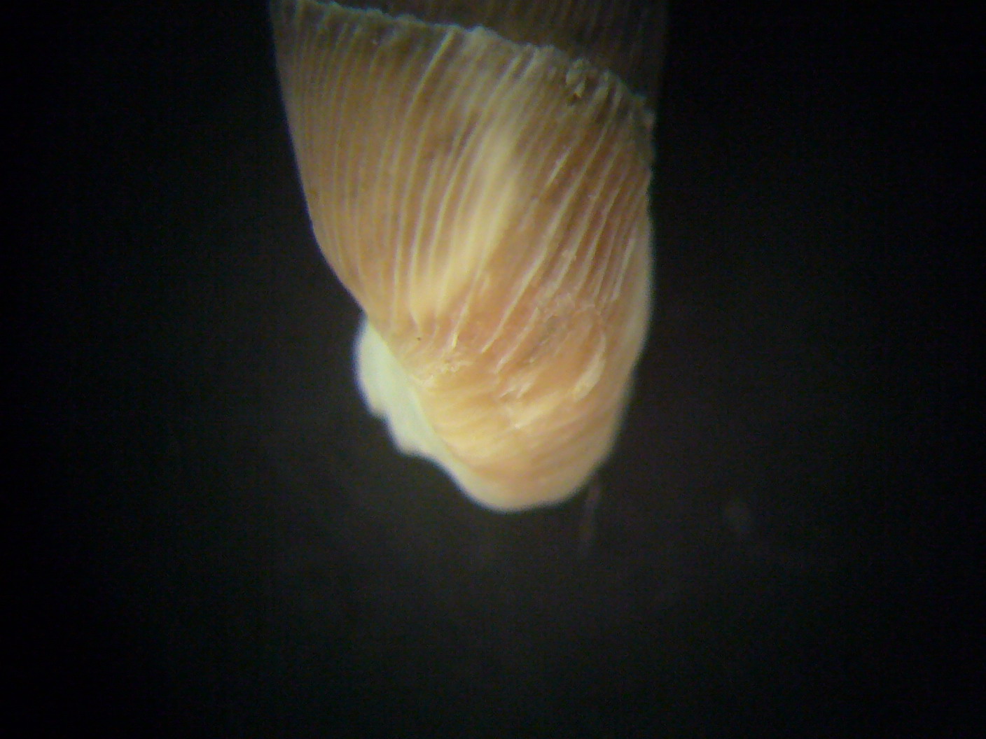 Leucostigma candidescens?